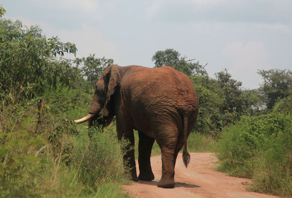 Un éléphant dans la parc de l'Akagera au Rwanda - Crédit photo Thierry Barbaut 2024