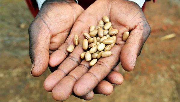 haricots biofortifiés