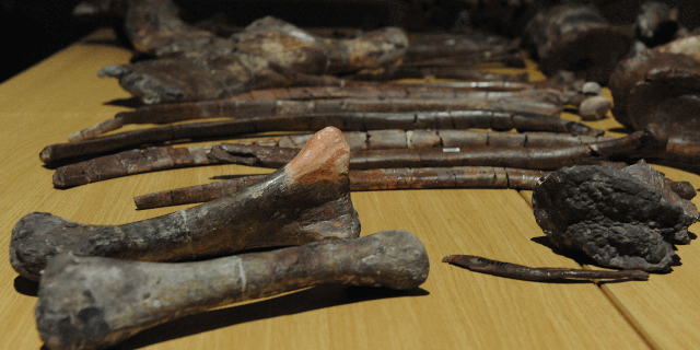 Homo-naledi