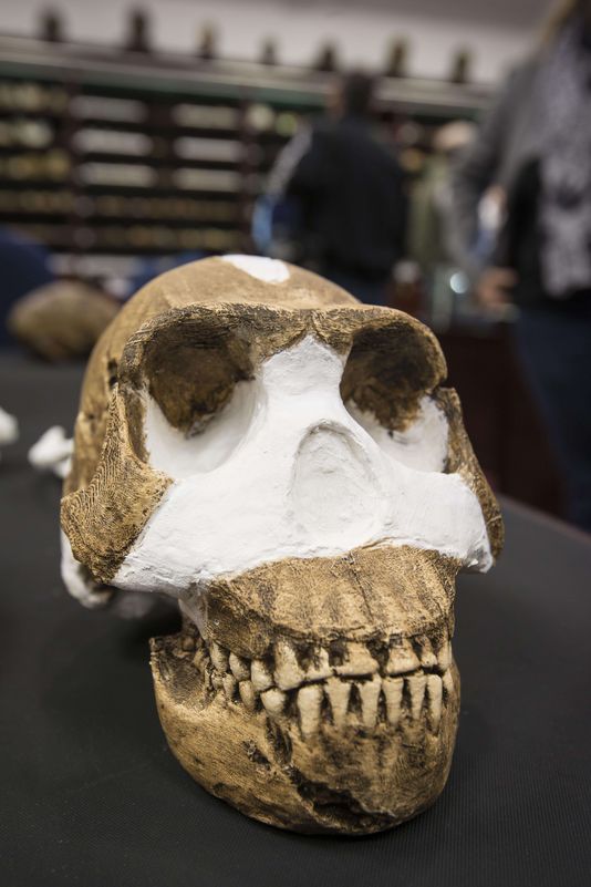 L'Homo Naledi découvert en Afrique du Sud